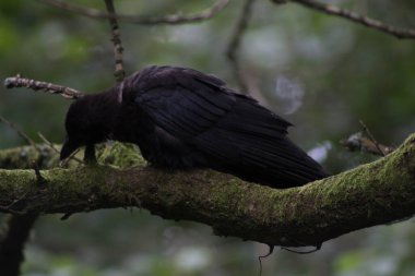 Bir dalda dinlenen kara karga