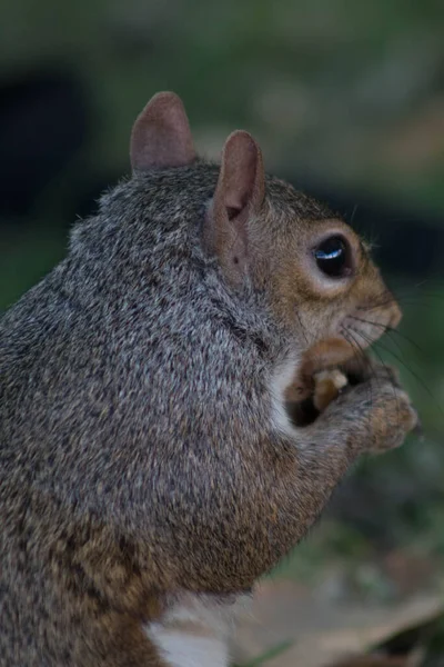 Gros Plan Sur Les Écureuils Mangeant Des Noix — Photo