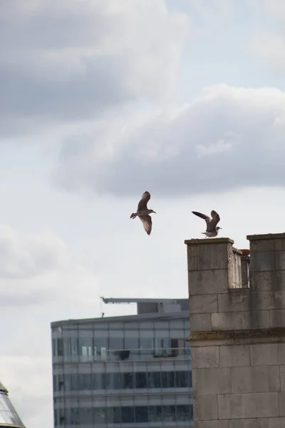 Bird taking flight in London city