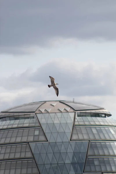 Берд Літає Лондоні — стокове фото