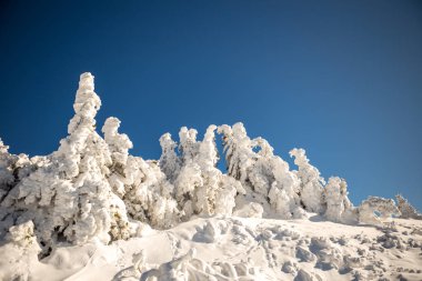 Çamlar karla kaplı ve arkalarında açık mavi bir gökyüzü var. Kışın dağda güneşli güzel bir gün. Boşluğu Kopyala.