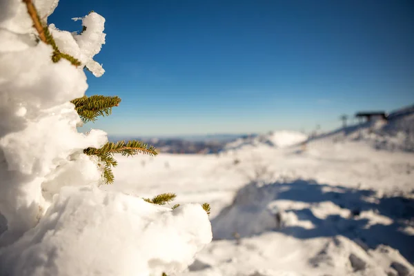 Primer plano de pinos cubiertos de nieve, con pistas de esquí detrás. Es un hermoso día soleado en la montaña. Copiar espacio. Esquí . — Foto de Stock