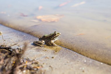 The gray frog is on the river bank. She is on wet sand and she i