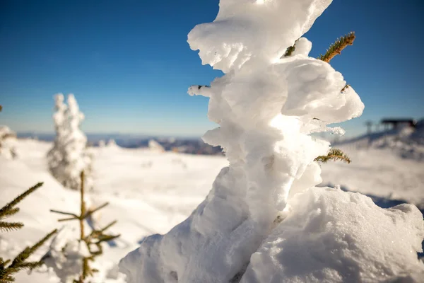 Primer Plano Pinos Cubiertos Nieve Con Pistas Esquí Detrás Hermoso — Foto de Stock