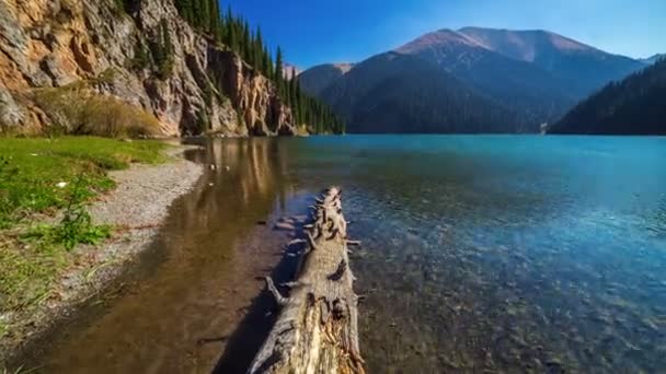 Zbliżenie pnia drzewa sosnowego w Kolsay jeziorze. 4 k Timelapse - września 2016, Ałmaty i Astana, Kazachstan — Wideo stockowe
