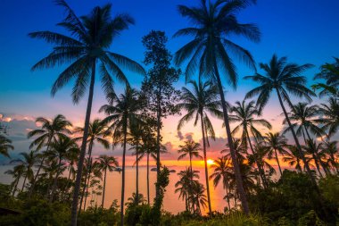 Sunset bulvarında deniz ve tropik avuç içi