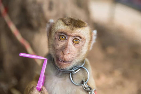 Małpki z bliska — Zdjęcie stockowe