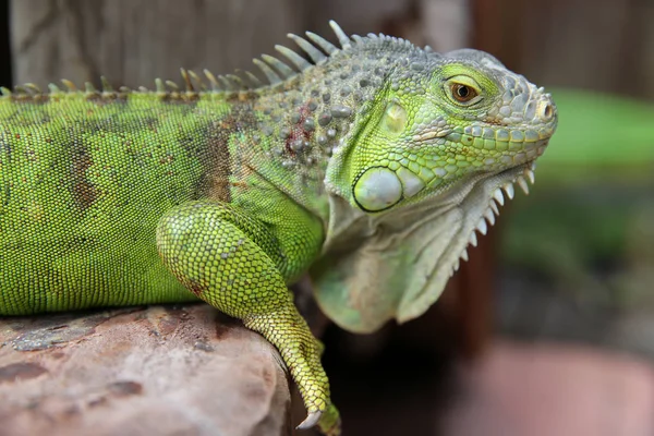 Yeşil iguana tatlı