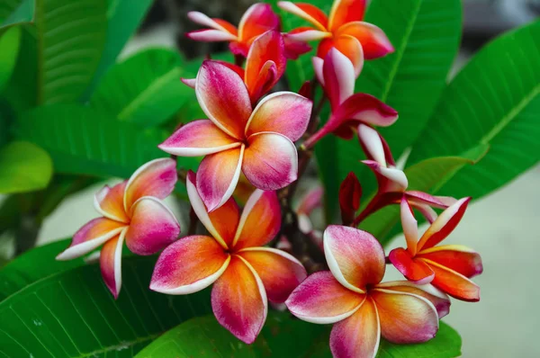 Plumeria çiçek yakın çekim