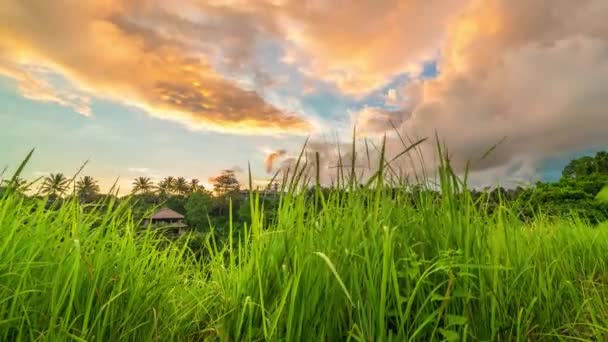 Poklatkowy zachód słońca w polu z wysoka trawa zielona w Ubud, na wyspie Bali w Indonezji. — Wideo stockowe