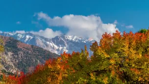 Timelapse del bosque otoñal y árboles de colores en la montaña — Vídeo de stock