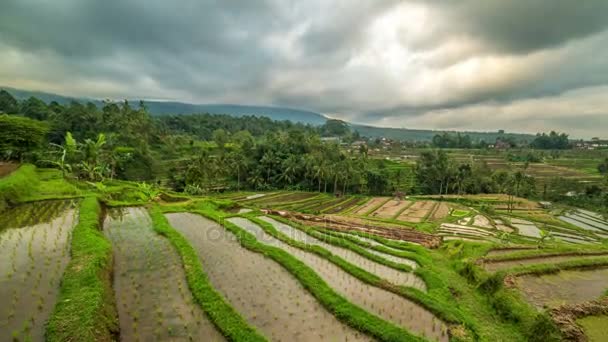 Gyönyörű Jatiluwih rizs teraszok, Bali, Indonézia — Stock videók