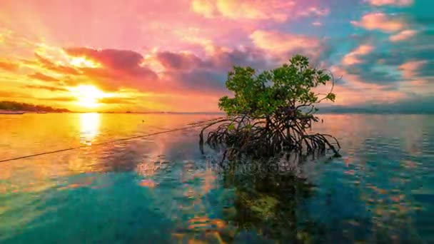 Timelapse Ωκεανό στο πολύχρωμο λαμπερό ηλιοβασίλεμα με σύννεφα και αντανάκλαση του ένα δέντρο μαγκρόβια σε νερό σε Νούσα Λεμπόνγκαν, Ινδονησία — Αρχείο Βίντεο