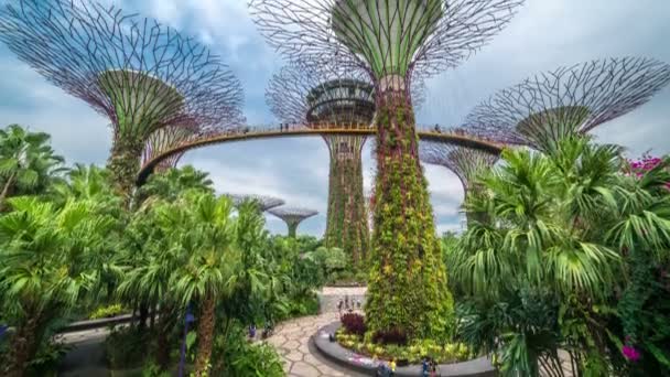 Supertrees timelapse w ogrodzie przez Bay w zatoce Południowej Singapur. Sierpnia 2017 — Wideo stockowe