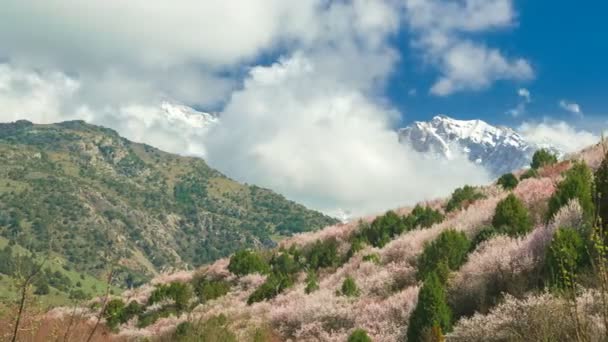 Nas encostas da primavera da montanha crescem árvores frutíferas floridas na timelapse 4K — Vídeo de Stock