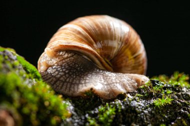 Tahtada salyangoz evi olan bir salyangoz. Stüdyo fotoğrafçılık