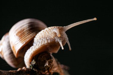 Salyangozlu salyangoz