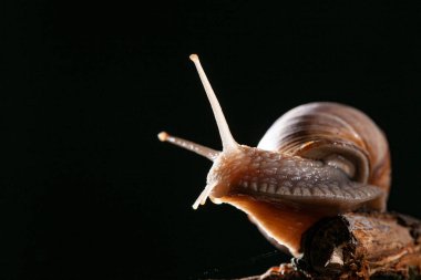 Salyangozlu salyangoz