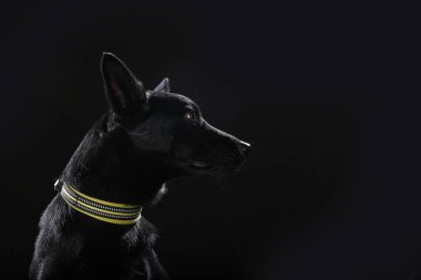 Siyah arka plandaki köpek