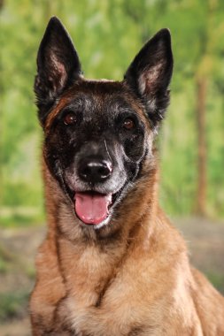 Stüdyoda çekilen köpekler siyah ve doğal arka planda. Pozisyon ve