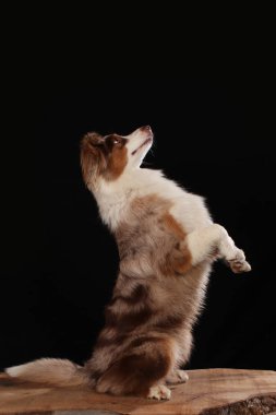 Stüdyoda çekilen köpekler siyah ve doğal arka planda.