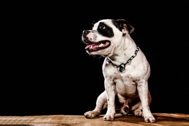 Aile köpeği, erkeklerin en iyi dostu.