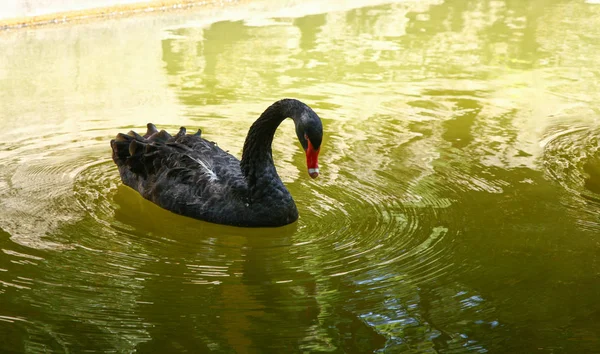 Zwarte zwaan in groen water — Stockfoto