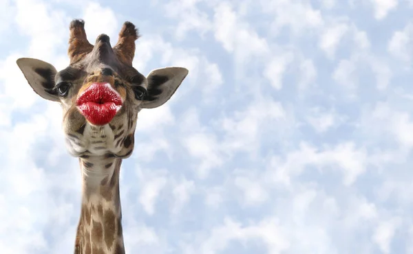 Roligt djur med kyssande läppar kort för ett tack, födelsedag, — Stockfoto