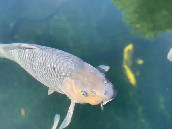 Poisson koï dans l'étang avec de l'eau verte — Photo