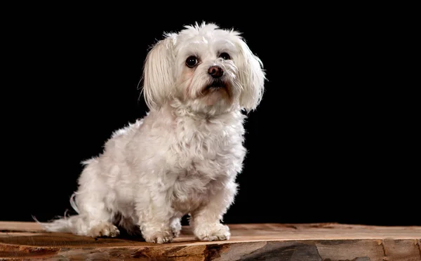 Siyah arka planlı tahta üzerinde beyaz Malta köpeği