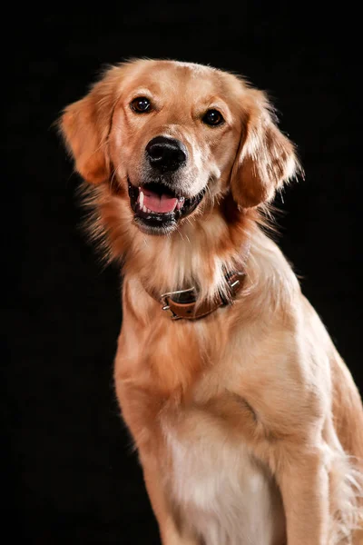 Stüdyoda çekilen köpekler siyah ve doğal arka planda. Pozisyon ve