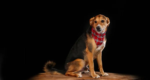 Cão posando em estúdio no fundo preto com espaço de cópia — Fotografia de Stock