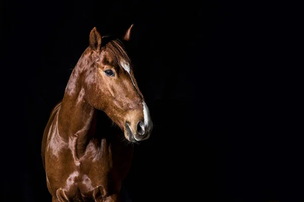 Testa di cavallo marrone ritratto su sfondo nero — Foto Stock