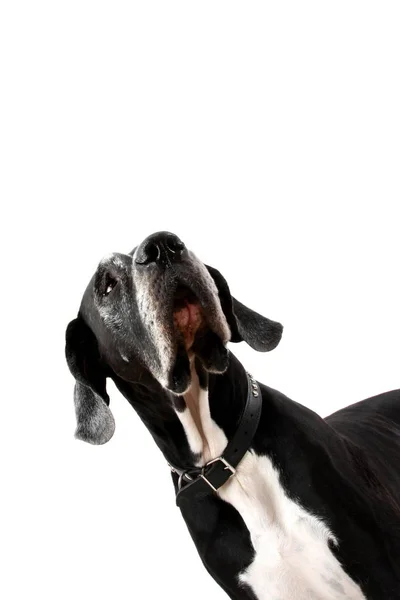 Dogge allemand. portrait d'un chien de teinte sur fond blanc — Photo