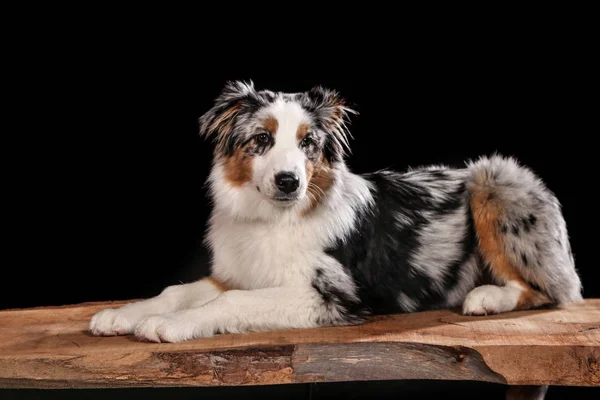 Stüdyoda çekilen köpekler siyah ve doğal arka planda. Pozisyon ve