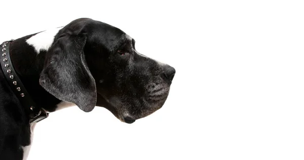 Niemiecki piesek. portret psa odcienia na białym tle — Zdjęcie stockowe