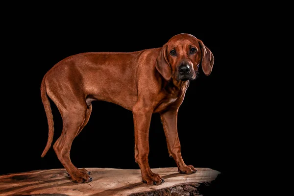 Dogs shot in Studio on black and natural backgrounds. Posing and — 스톡 사진