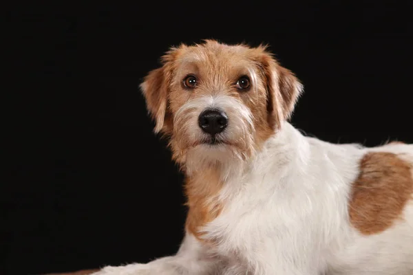 Chien terre-neuvien posant pour des photos en studio — Photo