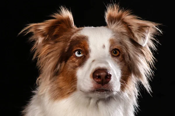 Dogs shot in Studio on black and natural backgrounds. — 스톡 사진