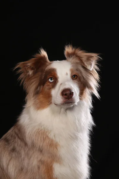 Perros filmados en Studio sobre fondos negros y naturales . — Foto de Stock