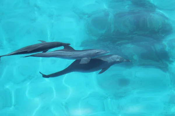 Famille de dauphins jouant dans la mer égyptienne — Photo
