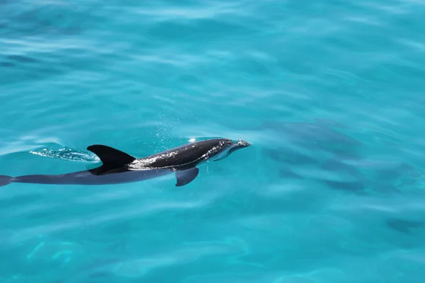 Delphin spielt in Ozean in Ägypten — Stockfoto