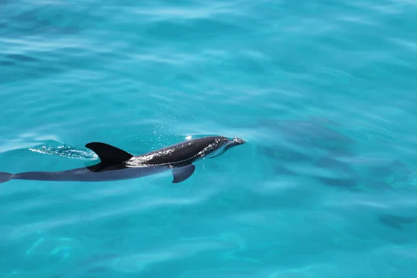 Dolphin playing in ocean in egypt — Stock Photo, Image