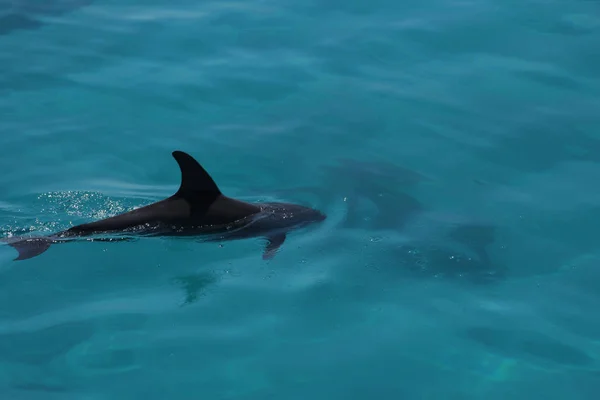 dolphin playing in ocean in egypt