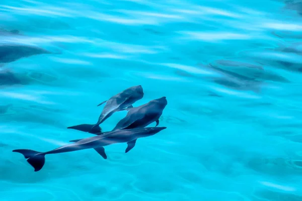 在海里玩埃及游戏的海豚 — 图库照片