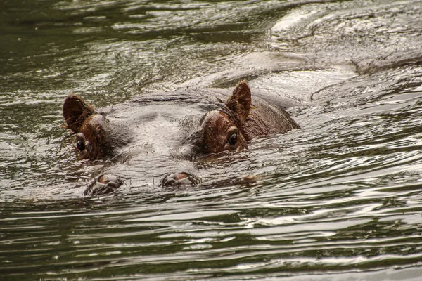 Hippopotamus in water with eyes looking at you — Stock Photo, Image