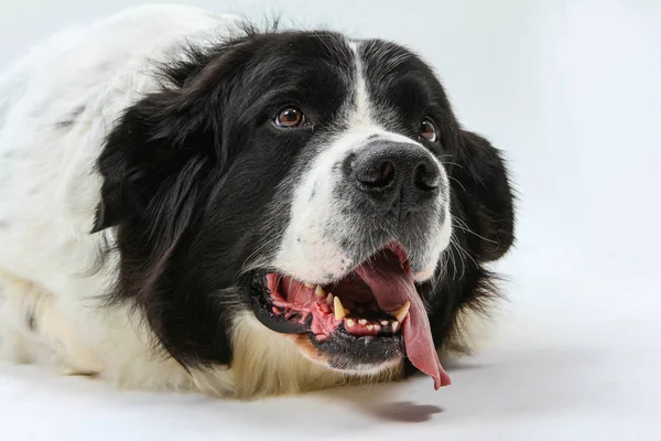 スタジオ・ホワイト・バックグランドの犬 — ストック写真