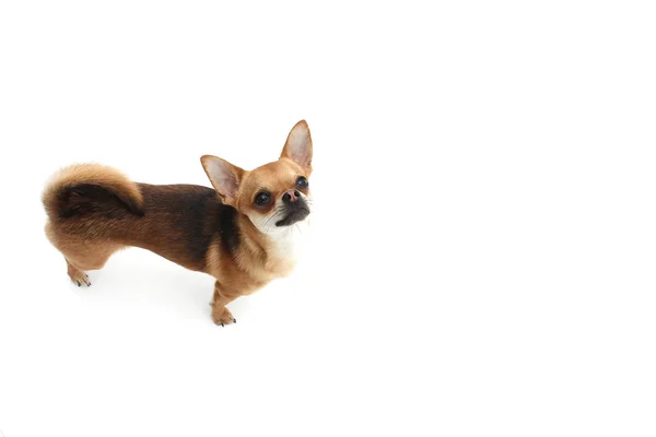 Cão no fundo branco jogando e mostrando fora — Fotografia de Stock