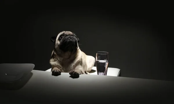 İş toplantısında patron gibi davranan paspas köpeği.