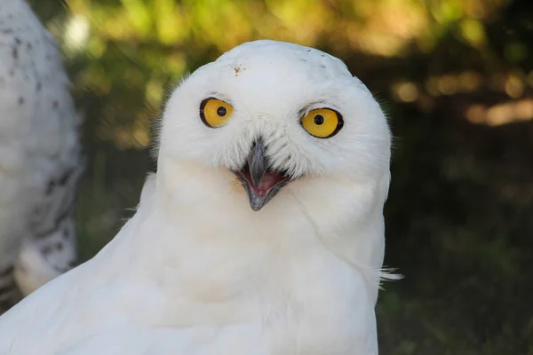 Белая сова с пронзительными желтыми глазами — стоковое фото
